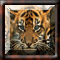 BuZZ-BoKS Squares - Tiger Cubs (1.55 Mio)