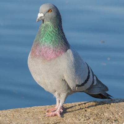 Avatar de PIGEON