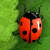 2 Many Bugs (381.31 Ko)